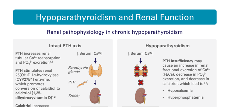 Hypoparathyroidism and Renal Function Infographic